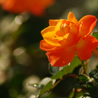 主よ人の望みよ喜びよ